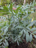 Liquido 5 Plantas De Exterior 3