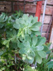 Liquido 5 Plantas De Exterior 5