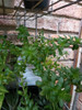 Liquido 5 Plantas De Exterior 7