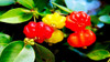 Semillas De Pitanga (eugenia Uniflora) 4