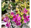 Plantas Mini/orquidias Phaleonopsis 4