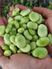 Habas Semillas Ecologicas 0