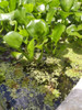 Plantas Acuaticas Para Estanques  De Peces Carpas O Koi. 0 Plantas Acuaticas Para Estanques  De Peces Carpas O Koi. 0
