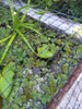 Plantas Acuaticas Para Estanques  De Peces Carpas O Koi. 1 Plantas Acuaticas Para Estanques  De Peces Carpas O Koi. 1