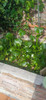 Plantas Acuaticas Para Estanques  De Peces Carpas O Koi. 6 Plantas Acuaticas Para Estanques  De Peces Carpas O Koi. 6