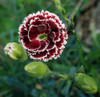 Aceite Esencial Clavel Silce - Una Caricia A Nuestra Piel! 5 Aceite Esencial Clavel Silce - Una Caricia A Nuestra Piel! 5