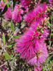 Calistemon Rosa, Limpiatubos, Novedad ! 3 Calistemon Rosa, Limpiatubos, Novedad ! 3