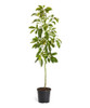 Árbol De Palta 0