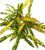 Croton Fideo - Plantas De Interior 0 Croton Fideo - Plantas De Interior 0