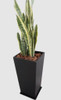Sansevieria Espada De San Jorge + Maceta 0