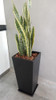Sansevieria Espada De San Jorge + Maceta 2