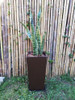 Sansevieria Espada De San Jorge + Maceta 6