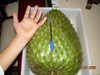 Frete Grátis Graviola Gigante Sementes Frutas P/ Mudas 2