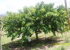 Frete Grátis Graviola Gigante Sementes Frutas P/ Mudas 4