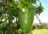 Frete Grátis Graviola Gigante Sementes Frutas P/ Mudas 5