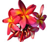Jazmin Magno Rubra.  Maravilloso Perfume 0
