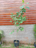 Árbol De Mora Envío Gratis 1