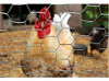 Tejido Gallinero Hexagonal Malla 3/4' (19mm) 1mt X 25mts 4