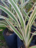 Planta De Dianella O Dianela Ideal Para Decoración Natureza 1 Planta De Dianella O Dianela Ideal Para Decoración Natureza 1