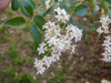 Ligustrina Verde 4