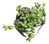 Senecio Herrianus 0