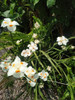 Dietes Plantas Grandes / Lirio Persa 3