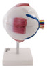 Modelo Ojo Humano Medicina Anatomia Didactica Enseñanza 4