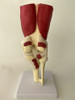 Modelo De Rodilla Con Musculos Y Ligamentos 2