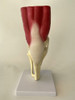 Modelo De Rodilla Con Musculos Y Ligamentos 4