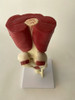 Modelo De Rodilla Con Musculos Y Ligamentos 5