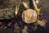 Cadena Husqvarna P/ Stihl Ms 360/361/381/382/290 72 Esl. 3/8 3