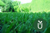 Semillas Césped Brasilero Axonopus - Ideal Jardines - Envíos 4