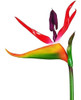 Flores Artificiales Ave Del Paraíso Plantas Verdes Interior 1 Flores Artificiales Ave Del Paraíso Plantas Verdes Interior 1