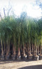 Palmera Pindo Grande  !! 1