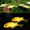 Estatuas De Jardín Solar De Tooyuart, Decoración De Peces Ko 2