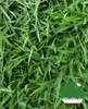Semillas Césped Bermuda Ideal Verano- Canchas Jardines 100m2 4