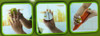 Pela Papa Finger 2