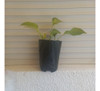 Potus Limon Pothus Neon Plantas Pukka Uy 1