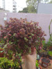 Suculenta Callisia Repens 1