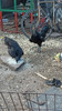Huevos Fértiles Cemani 1