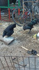 Huevos Fértiles Cemani 4