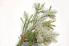 400 Sementes De Melaleuca Alternifolia - Tea Tree Oil 0