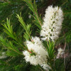 400 Sementes De Melaleuca Alternifolia - Tea Tree Oil 4