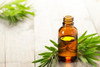 400 Sementes De Melaleuca Alternifolia - Tea Tree Oil 7