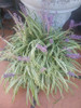 Planta Liriope 2