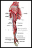Anatomía Humana - Músculos Del Brazo -  Lámina 45x30 Cm. 0 Anatomía Humana - Músculos Del Brazo -  Lámina 45x30 Cm. 0