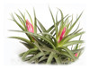 Clavel Del Aire Tillandsia Bergerii Aeranthos Recurvifolia 3 5 Clavel Del Aire Tillandsia Bergerii Aeranthos Recurvifolia 3 5