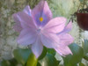 Planta Acuatica Flotante 2