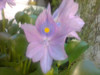 Planta Acuatica Flotante 4
