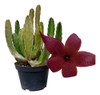 Planta Stapelia 1